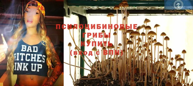 купить наркотик  Кондрово  Галлюциногенные грибы Psilocybe 